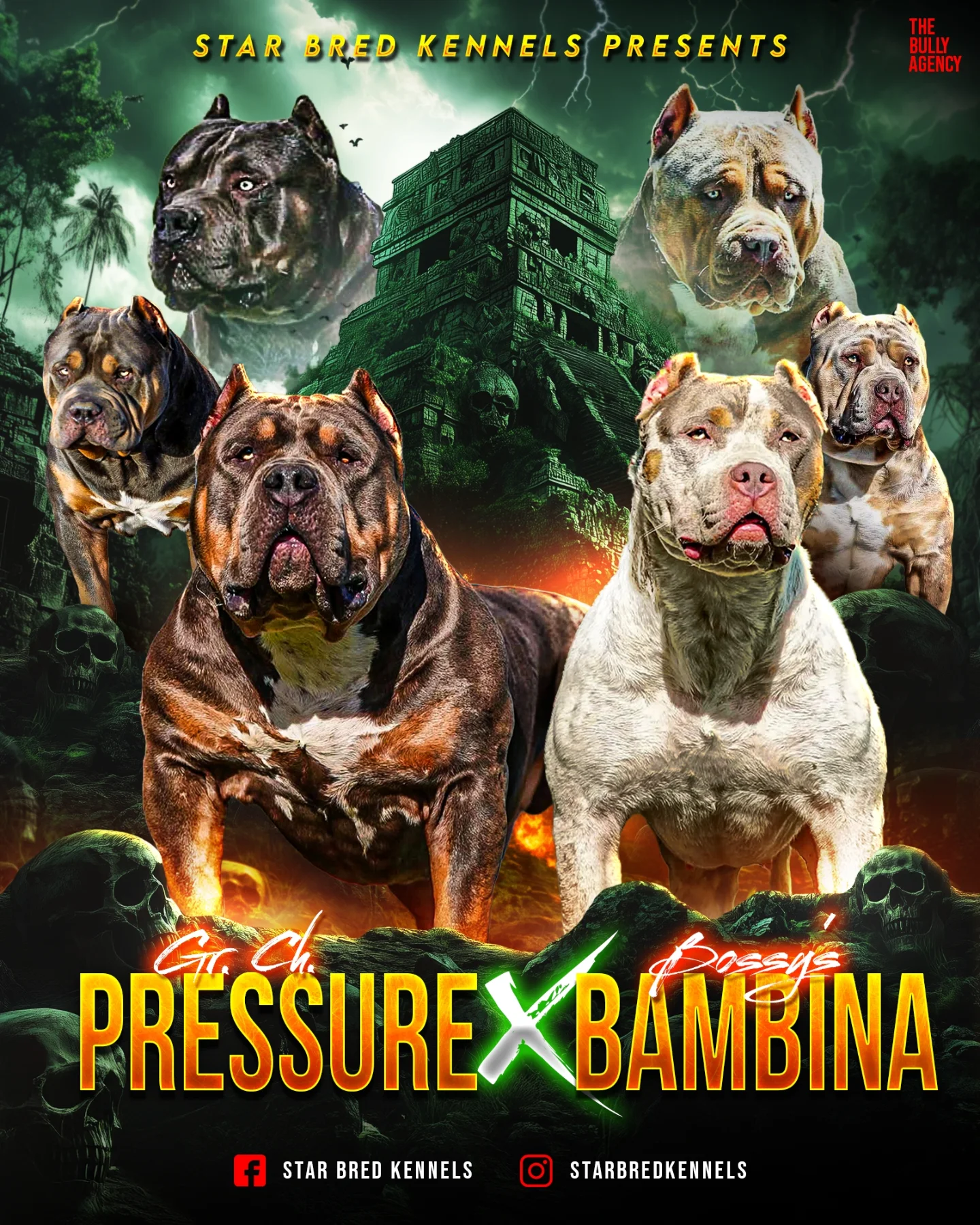 GRCH Pressure × Bossy’s Bambina breeding artwork