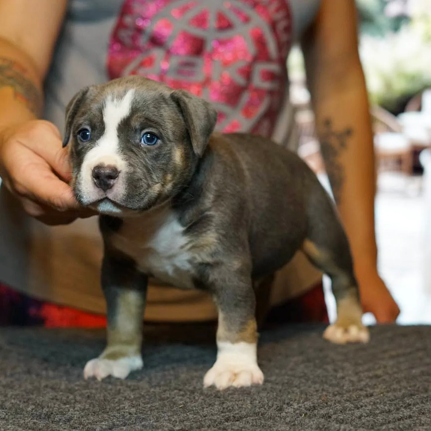 Star Bred’s Sigma as a puppy, from GRCH Pressure × Bossy’s Bambina