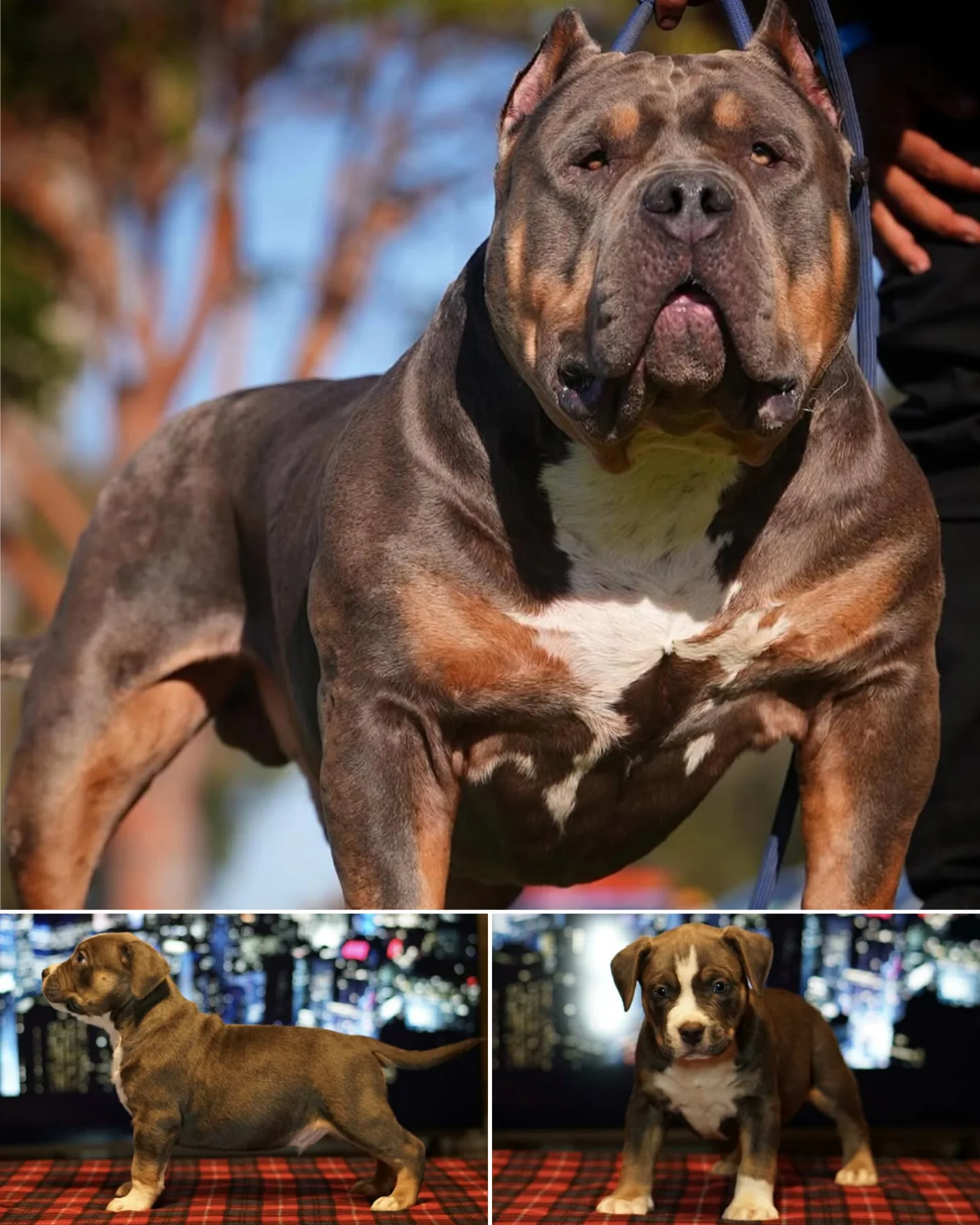 Historical collage showing GRCH Pressure and two photographs of a six-week puppy