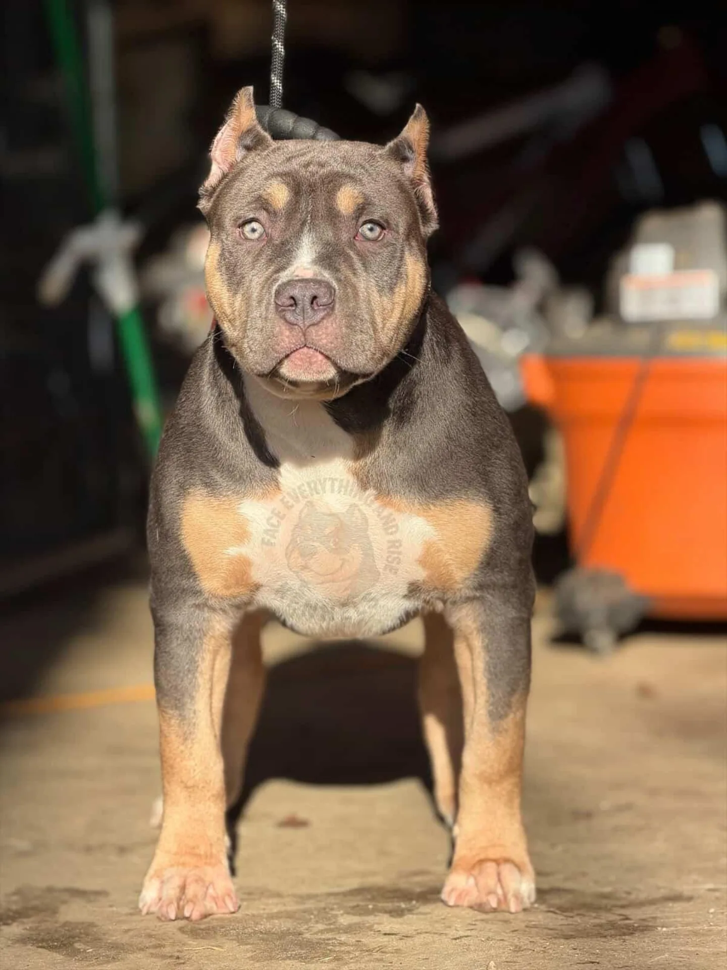 A young female American Bully shared as a new arrival at Star Bred
