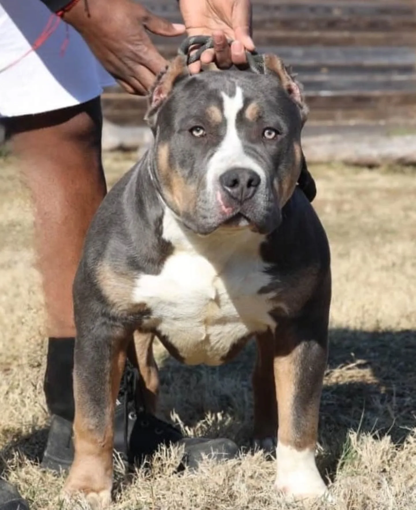Star Bred’s Sigma, a grey, tan and white American Bully standing outdoors