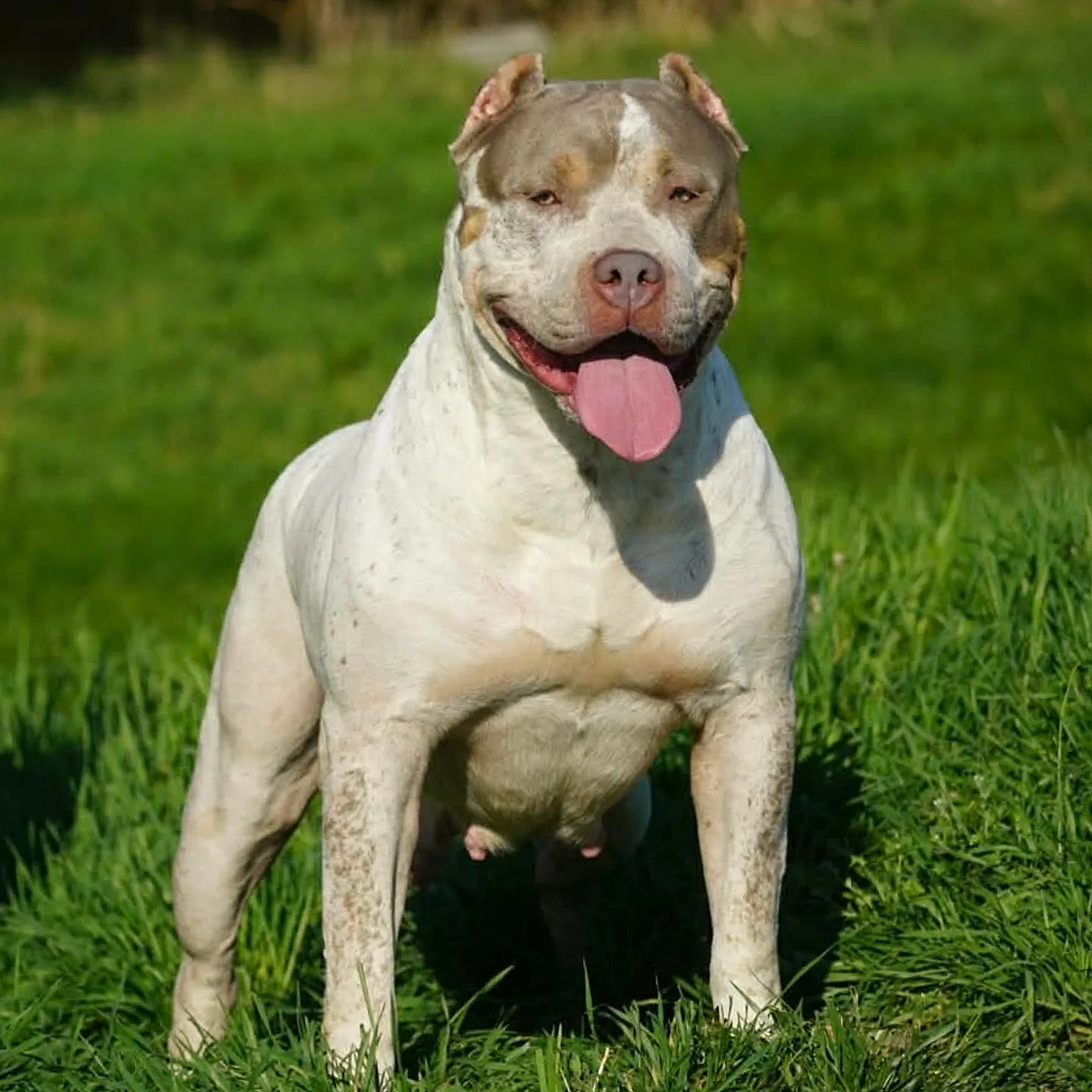 Bossy’s Bambina sitting on grass, facing the camera