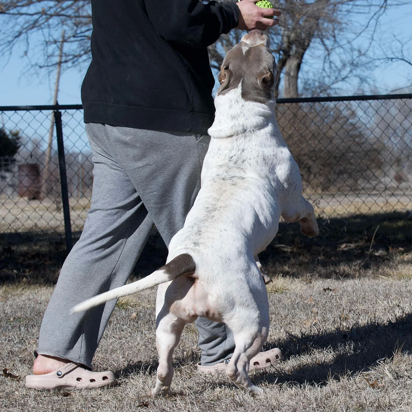 Bossy’s Bambina standing upright beside a handler