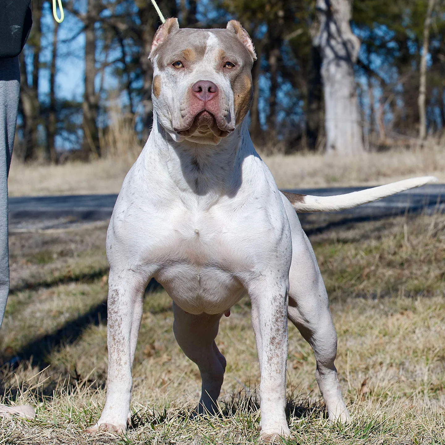 Bossy’s Bambina standing facing the camera outside