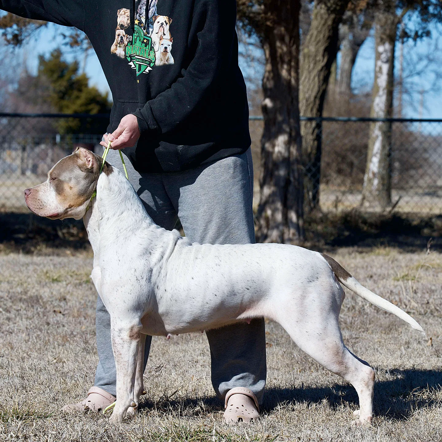 Bossy’s Bambina standing in side profile with a handler