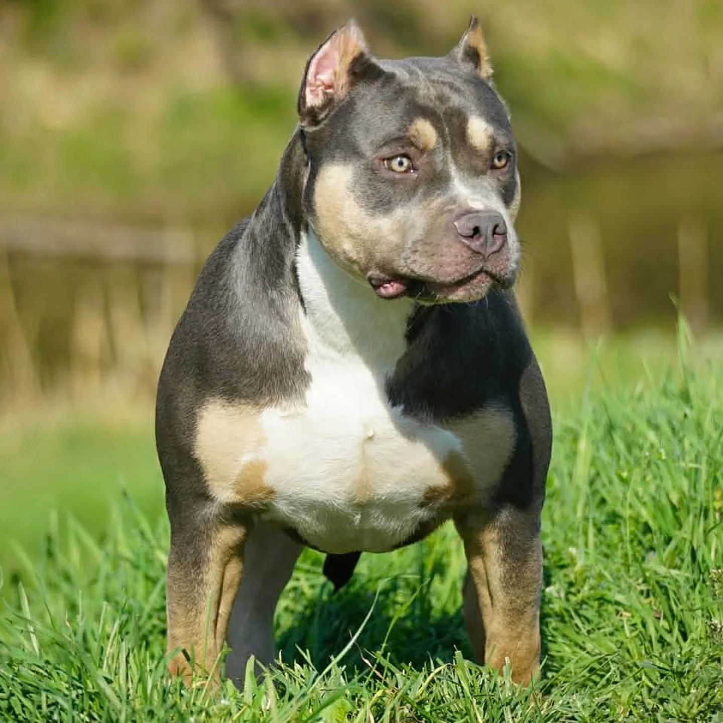 Fear Kennels Serena, a dark American Bully with tan and white markings, standing on grass
